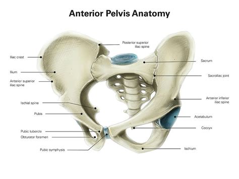 Anterior View Of Human Pelvis Photograph By Alan Gesek