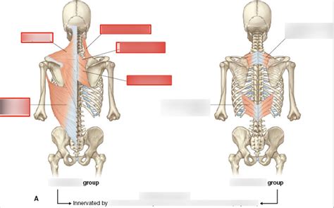 Superficial And Intermediate Muscles Of The Back Diagram Quizlet