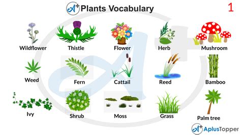 Plants Vocabulary List Of Plants Vocabulary With Description And