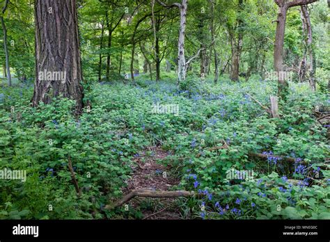 Crackley Wood High Resolution Stock Photography And Images Alamy