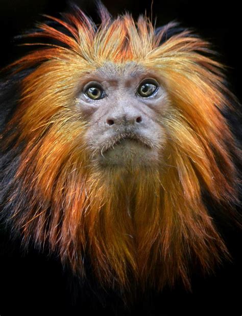 A Golden Lion Headed Tamarin Is A Recent Addition To The San Diego Zoo