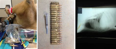 Dog Eats 23 Live Bullets Metro News