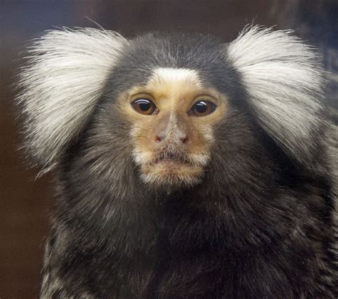 Marmoset Als Huisdier Vogels