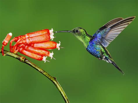Tapi yang terbesar di antara hummingbird adalah giant hummingbird yang. Fakta Ajaib Tentang Hummingbird (Kolibri) Burung Terkecil ...