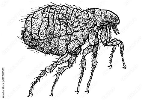 Human Flea Illustration Drawing Engraving Ink Line Art Vector