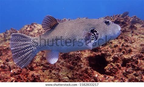 Giant Mappa Puffer Isolated On Coral Stock Photo 1582833217 Shutterstock
