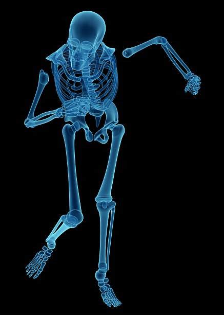 Royalty Free Full Body Xray Pictures Images And Stock Photos Istock