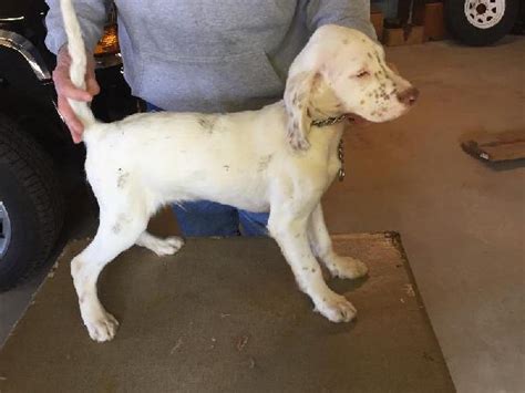English Setter Puppies For Sale