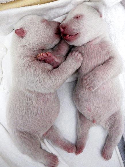 New Born Polar Bears Baby Polar Bears Cute Baby Animals Cute Animals