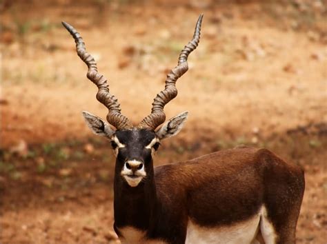 The 10 Best Horns In The Animal World Allrefer