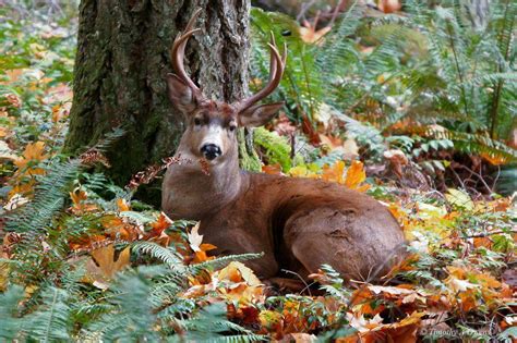 Taken In The Elwha Area Of The Olympic National Park Photo Credit Tao