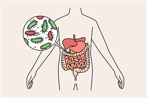 Digestive System And Intestines Concept Human Body With Green And Red