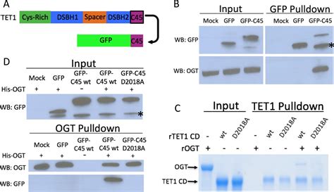 Figures And Data In Ogt Binds A Conserved C Terminal Domain Of Tet1 To