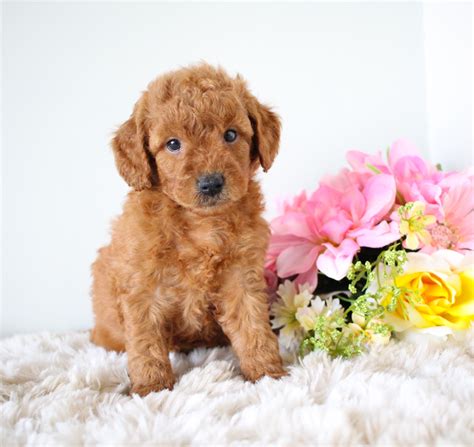 Well you're in luck, because here they come. Mini goldendoodle puppies image by My info on puppies in 2020