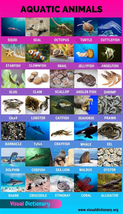 Aquatic Animals Wonderful List Of 35 Aquatic Animals For Students