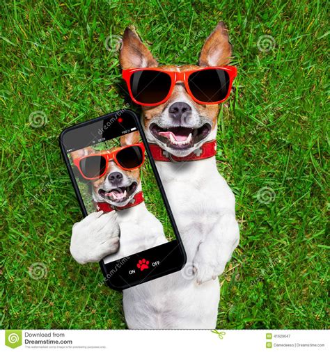 Funny Selfie Dog Stock Image Image Of Animal Holiday