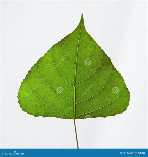 Close Up Natural Green Triangular Leaf Presented On A Gray Background