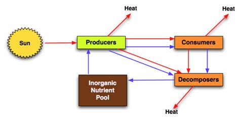 Ecology Trophic Transfer Of Energy In An Ecosystem Hubpages