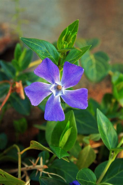 Periwinkle Flower Free Stock Photo Public Domain Pictures