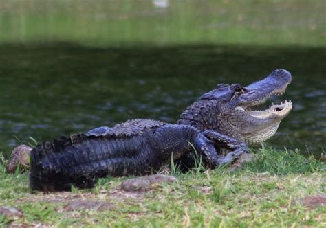 Alligator Sheldon Lake State Park Im2fast4u2c Flickr
