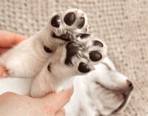 Puppies Paw Size Labrador Retriever Facts And Faqs They Belong