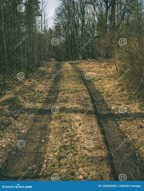 Empty Country Road In Forest Vintage Green Look Stock Image Image