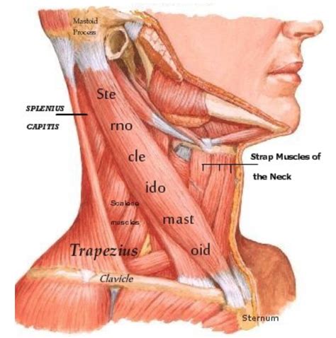 Head And Neck Anatomy Sternocleidomastoid Muscle
