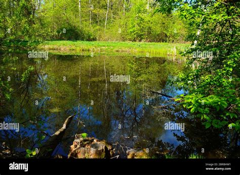 Blue Water In A Forest Lake With Pine Trees Stock Photo Alamy