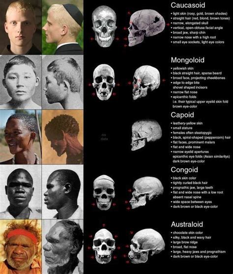 Different Human Skulls By Race Caucasian And Asian Share Similiar Bone Structur To