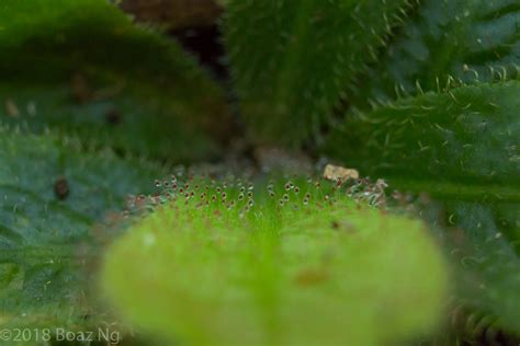 Drosera Schizandra Species Profile Fierce Flora