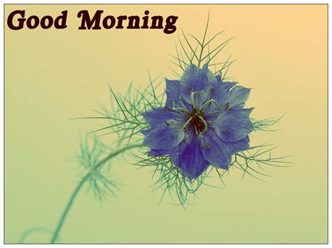 Simple Good Morning Cards Cute Morning Wishes Pics Festival Chaska