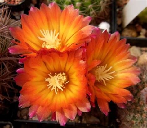 Learn how to grow an old man cactus and bring the cute little plant with the fuzzy white hairdo into read more at gardening know how: Cactus. ("Parodia dextrohamatha.") (mit Bildern) | Kaktus ...