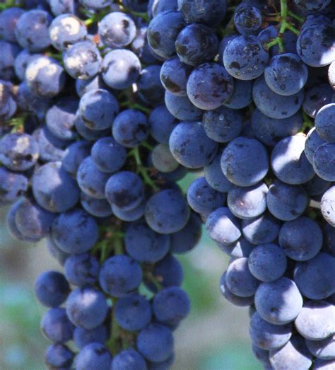 Grape Varieties Official Website