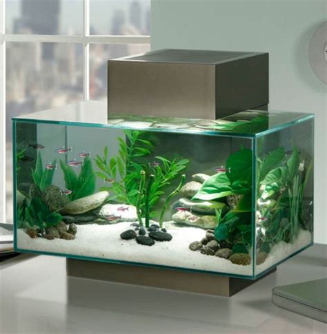 20 Best Aquarium Fish Ideas Integrate Interior House Designs Face Idecor