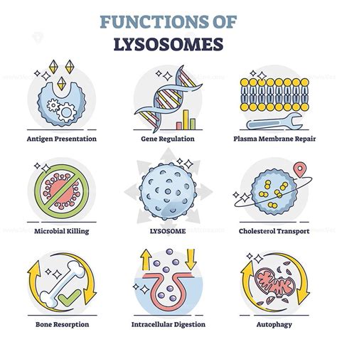 Functions Of Lysosomes With Anatomical Explanation Outline Collection Set Educational Labeled