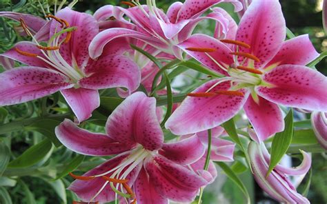 In fact, you can decide to use a dark colour. Stargazer Lily Amazing Hd Wallpapers Free Desktop Photo Of ...
