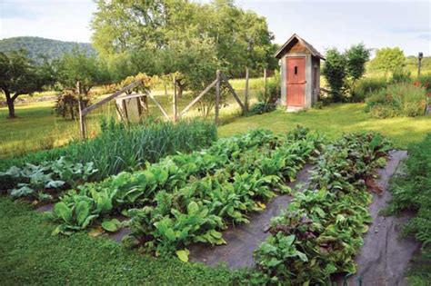 Top Organic Vegetable Gardening Challenges And How To