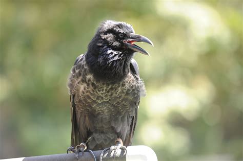 Ravenous Raven Baltimore Ravens Raven Animals