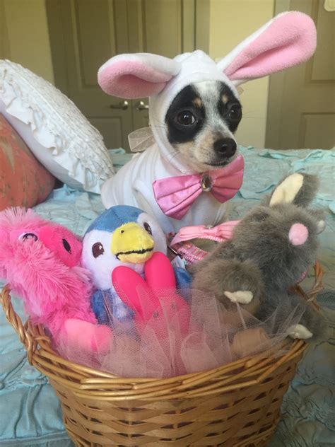 My Chihuahua Puppy In Her Easter Bunny Costume And Easter Basket 🐾🤗
