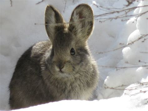 Pygmy Rabbit Brachylagus Idahoensis ·