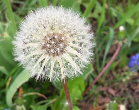 And Readers Respond To Dandelions Clarkston News