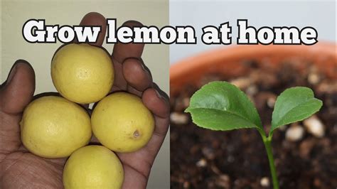 How To Grow Lemon Tree From Seed At Home Youtube