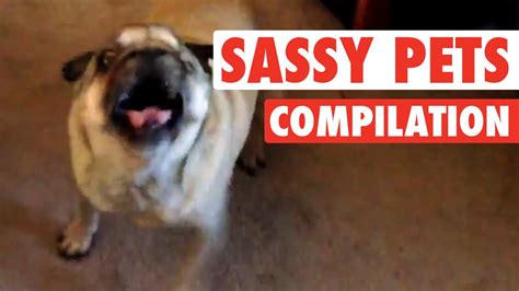 Worlds Funniest Sassy Pets Funny Compilation Youtube