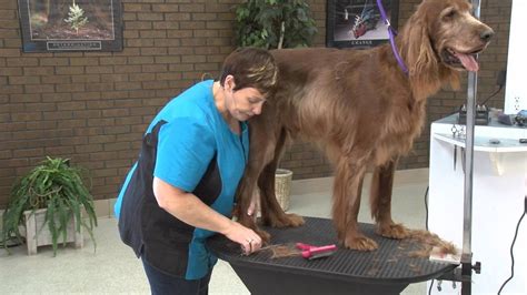 A dog grooming arm is such a handy little tool to use when grooming your doodle. Dealing with a Geriatric Dog on the Grooming Table with ...