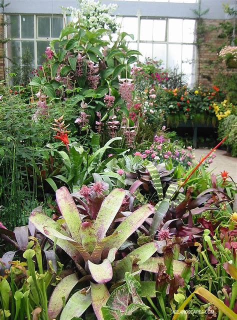 Garden ideas cheap amazing gardening idea decorating. Evergreen Bromeliad brightness dominates Auckland Winter ...