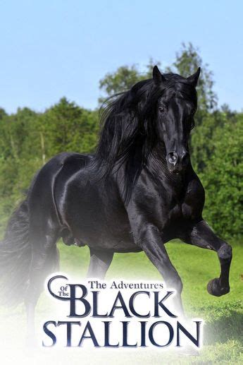 Watch The New Adventures Of The Black Stallion Online Full Series