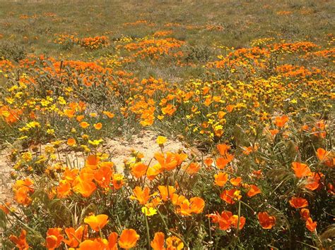 California wildflowers | California wildflowers, California travel, Wild flowers