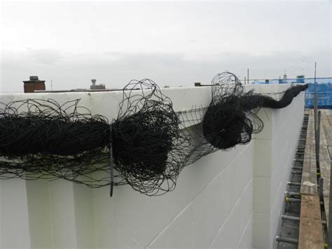 Abate ltd brings over 70 years of combined experience in solving a multitude of pest problems. Bird proofing for a new Lloyds Bank in Great Yarmouth ...