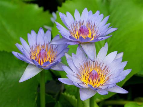 Wallpaper Nature Blossom Swamp Water Lilies Lotus Daisy Flower