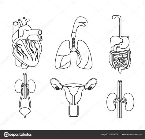 Skecth Silhouette Set Collection Human Body Systems Stock Vector Image
